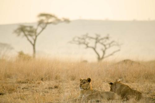 Ngorongoro Tanzania Last Minute Hotel Agoda.com